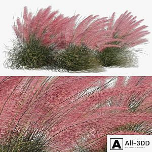 Muhlenbergia Capillaris - Pink Muhly Grass 04
