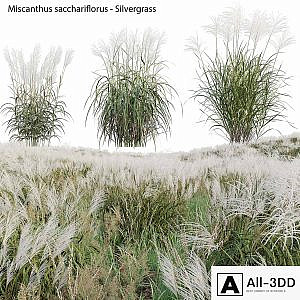Miscanthus sacchariflorus - Silvergrass 02