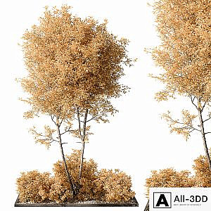 Garden Plants - Outdoor Plants 476