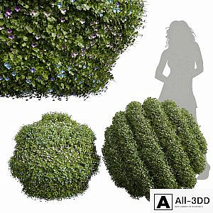 New Plant Bacopa Diffusa Sutera Decorative Ligustrum Quihoui Privet Pruned