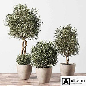 Indoor Plant Set 01
