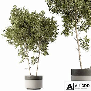 Outdoor Plants 472 - Tree in Pot