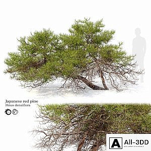 Japanese red pine