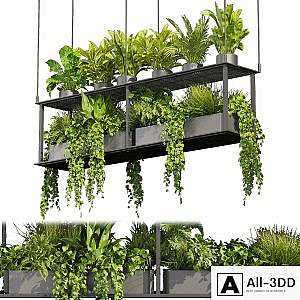 Collection plant vol 439 - hanging - ampelous - palm - - pothos