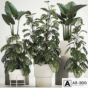 Beautiful plants in modern pots are monstera bush and alokasia. Set of plants 1218