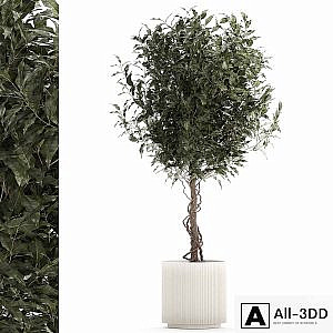 Beautiful interior tree in a modern pot Ficus benjamina. 1232