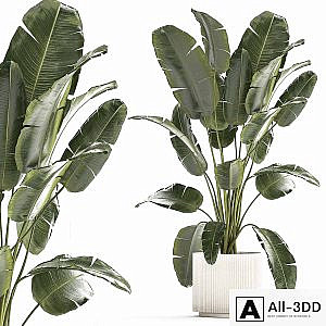 A beautiful interior plant in a modern flowerpot and a pot of banana palm, ravenala and strelitzia. 1242