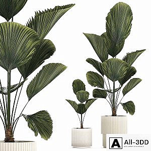 Beautiful shrub small Likuala palm tree in a white flower pot. Plant collection 1270