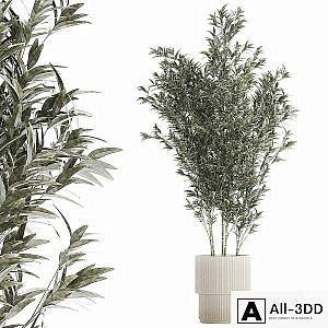 Beautiful Bamboo bush in a white flower pot. Plant collection 1272