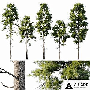 Pine 18m and 12m