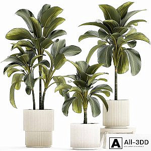 Exotic bush Calathea lutea in a pot, Strelitzia. Plant set 1306