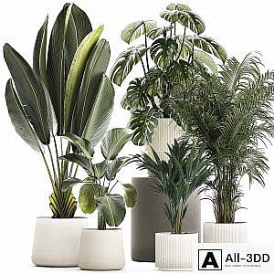 Beautiful plants in pots and flowerpots palm Howea, monstera, Ravenala, Strelitzia, Calathea. set of plants 1320