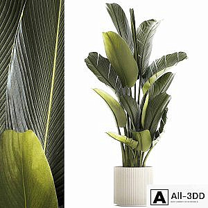 Exotic bush plants in a flower pot Ravenala, Strelitzia, Banana palm. Plant collection 1328