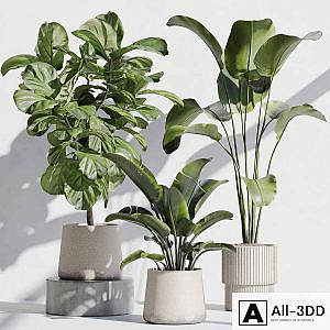 indoor plant set 67