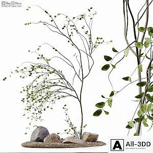 Decoration Indoor Plant