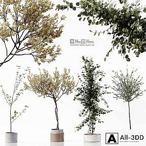 Collection Indoor Plants 052