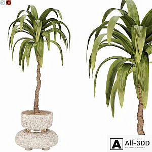 indoor plant 38