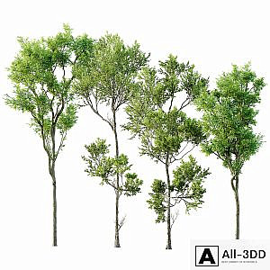 Fagus Grandifolia and Celtis Australis