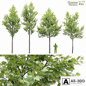 Sycamore / Platanus #22