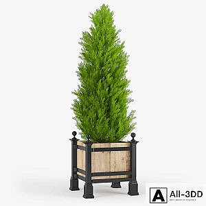 Thuja_3