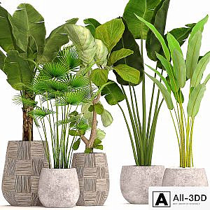 Collection of plants in pots 41. concrete pot, flowerpot, bush, banana palm, ficus lyrata, fan palm, strelitzia