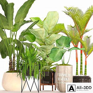 A collection of plants in pots. 48. Tropical Plants, Banana Palm, Fern, Lyre Ficus, Banana Palm, Fern, Concrete Pot, Flowerpot, Dipsis, Bush