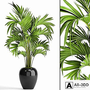 Howea, decorative palm tree, hovea, pot, flower, black flowerpot, interior