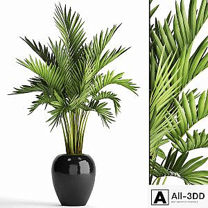 Howea forsteriana. decorative palm tree, hovea, pot, flower, black flowerpot, interior