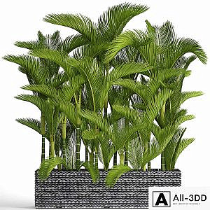 Collection of plants 88. Dypsis lutescens, Cyrtostakhis, dipsis, ornamental palm tree, thickets, flower, bush, pot, outdoor flowerpot, palm tree