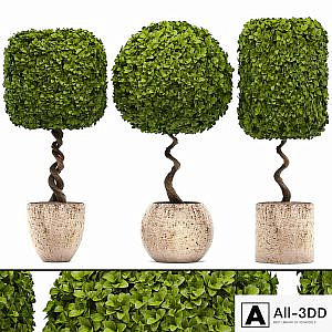 Collection of plants. garden trees, landscaping, flowerpot, pot, boxwood topiary, topiary