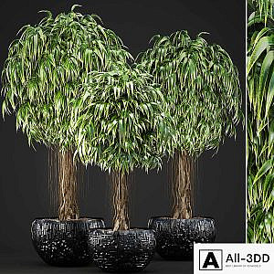 Collection of plants 131. Ficus Alii, Ficus binnendiyka, ornamental tree, black pot, loft, Ficus Ali, flowerpot