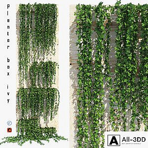 Planter box ivy