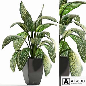 Dieffenbachia, pot, flowerpot, interior plant, bush