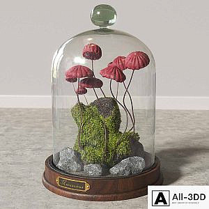 Marasmius_Florarium