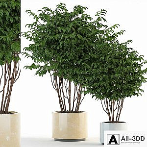 Plants collection 91