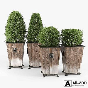 BOXWOOD TOPIARY