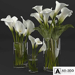 Calla lily