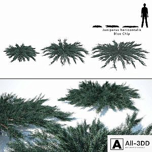 Juniper horizontal | Juniperus horizontalis Blue Chip