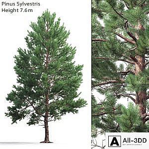 Pine