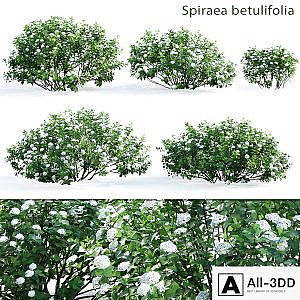 Spirea betulifolia