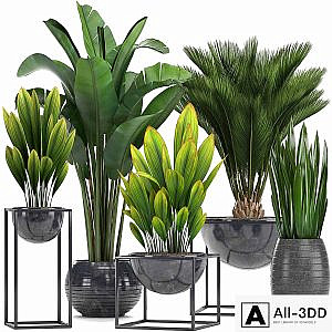 Collection of plants. Loft, black pot, flowerpot, banana, palm tree, strelitzia, cicada, sansevieria, bush, canarian date, date, date palm, strelitzia