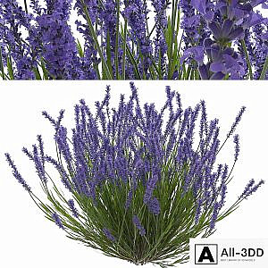 Lavender bush