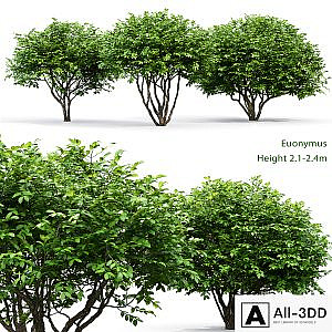 Euonymus