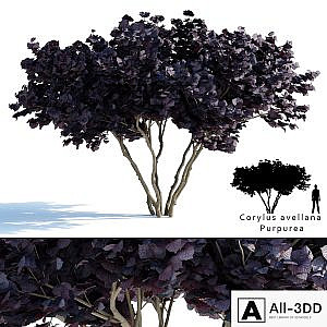 Common hazel | Corylus avellana Purpurea
