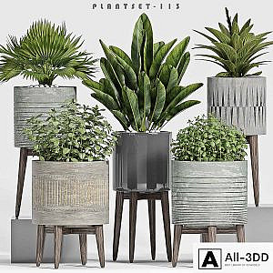 plant set-113