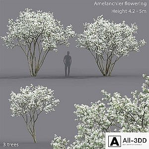 Amelanchier