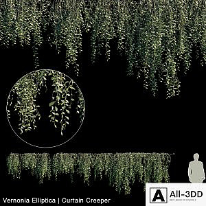 Vernonia Elliptica | Curtain creeper | 10 module