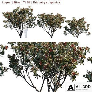 Loquat | Biwa | Eriobotrya Japonica V2