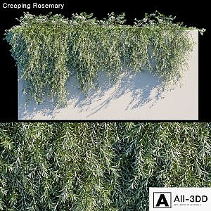 Creeping Rosemary