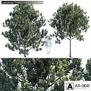 Tristanopsis Laurina # 2